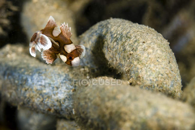 Juvenile spotted sweetlip fish — Stock Photo