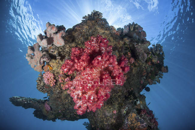 Colonie de corail mou près de Guadalcanal — Photo de stock