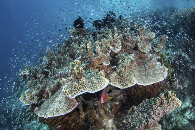 Jungfische schwärmen um Korallen — Stockfoto