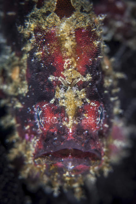 Colorful frogfish closeup headshot — Stock Photo