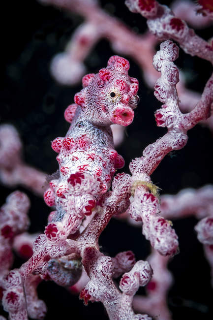 Bargibant pygmy seahorse — Stock Photo