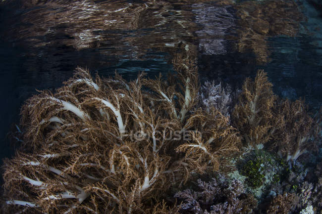Soft corals growing in Raja Ampat — Stock Photo
