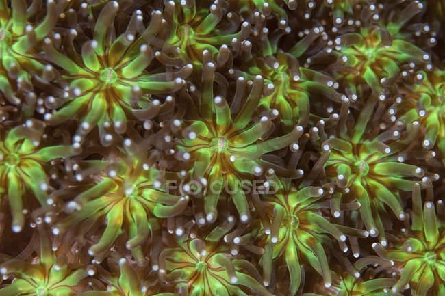 Coloridos pólipos de coral en el arrecife - foto de stock