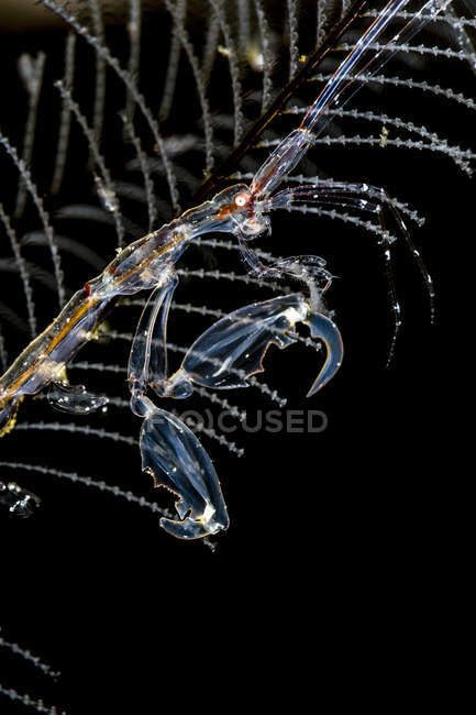 Crevettes squelette Caprella mutica — Photo de stock