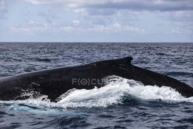 Горбатий кит плаває біля поверхні — стокове фото