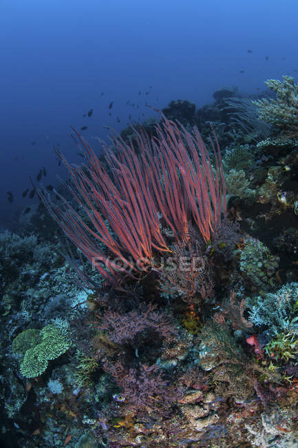 Colonie de fouets de mer poussant sur le récif — Photo de stock