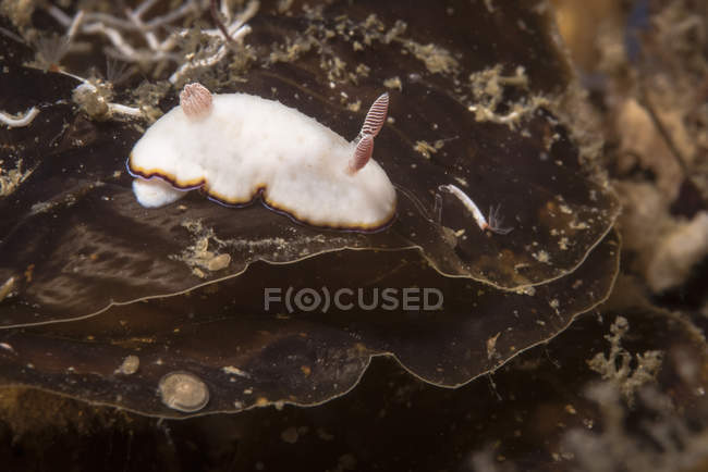 Chromodoris preciosa nudibranch — стокове фото