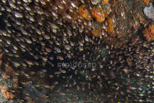 Vassouras douradas nadando perto do recife de coral — Fotografia de Stock