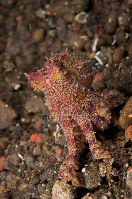 Ocellate octopus on rocky bottom — Stock Photo