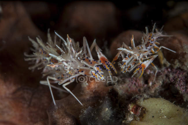 Paire de crevettes tigrées épineuses — Photo de stock