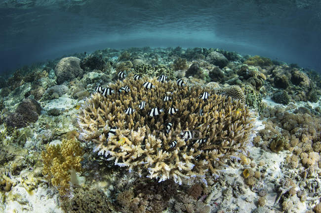 Белохвостая дамба плавает над коралловым рифом — стоковое фото