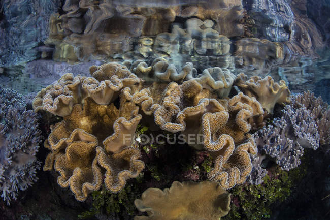Coraux mous poussant en eau peu profonde — Photo de stock