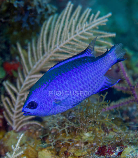 Cromis blu nuotare vicino alla barriera corallina — Foto stock