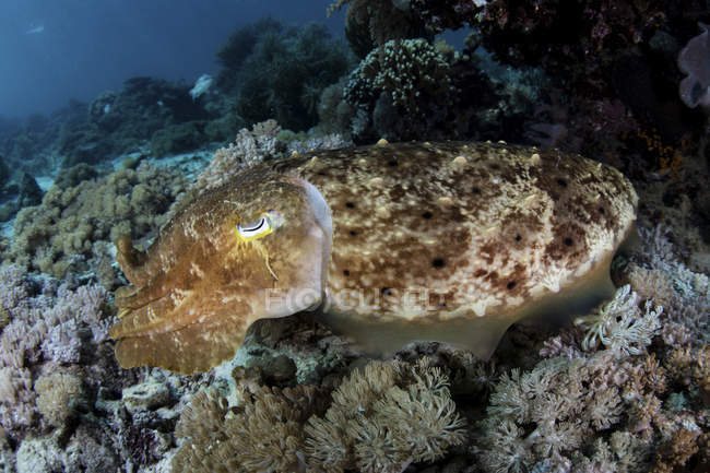 Cuttlefish broadclub pairando acima do recife de coral — Fotografia de Stock