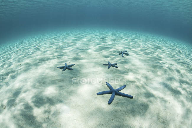 Seesterne auf flachem sandigen Meeresboden — Stockfoto