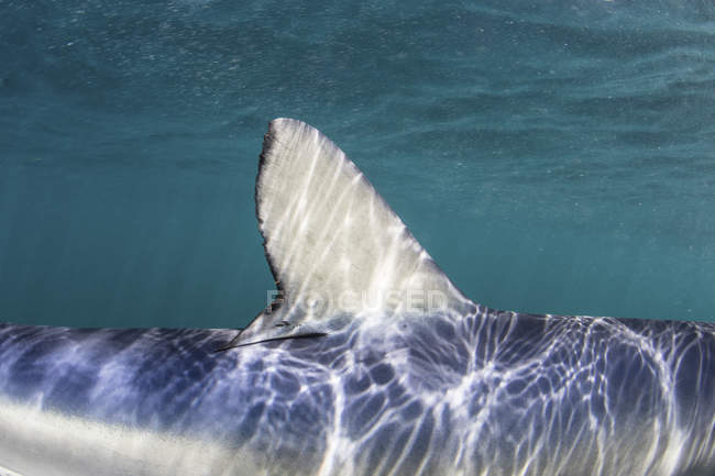 Синя акула дорсальний фін — стокове фото