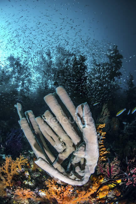Glasfisch schwebt über Röhrenschwamm — Stockfoto