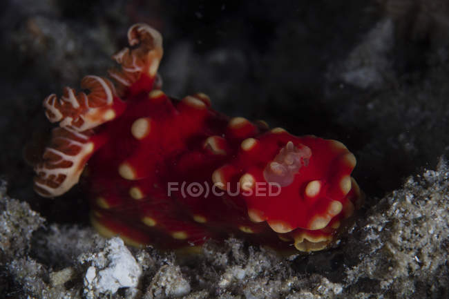 Gymnodoris aurita nudibranchi — Foto stock