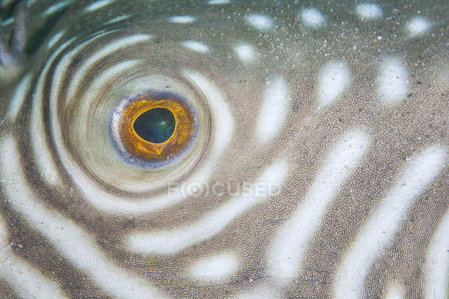 Reticulated pufferfish eye closeup shot — Stock Photo