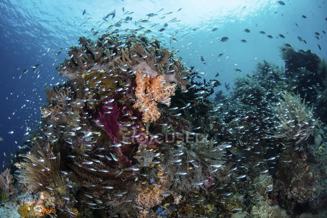 Peces nadando sobre arrecifes de coral sanos - foto de stock