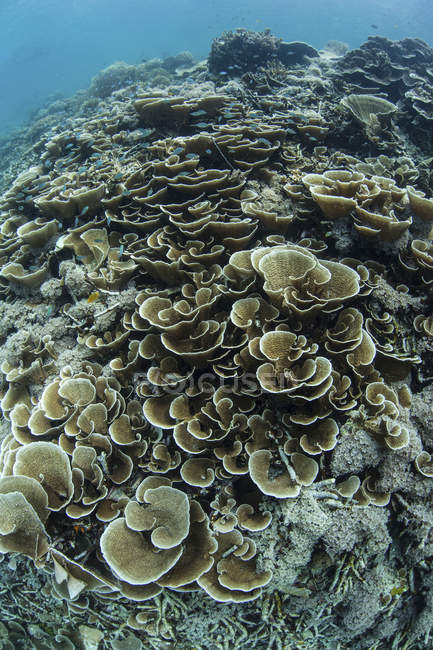 Corales foliosos en la ladera del arrecife - foto de stock