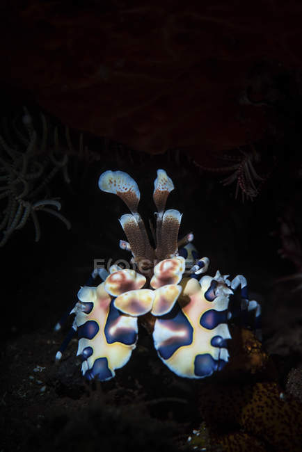 Harlequin shrimp under spotlight — Stock Photo