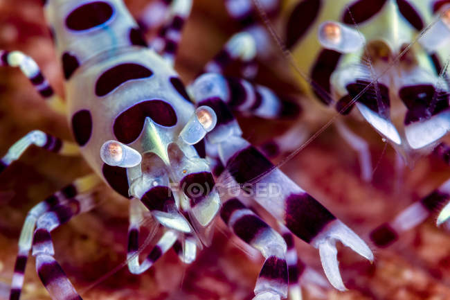 Coleman shrimps closeup shot — Stock Photo