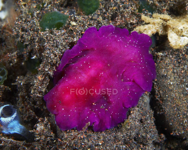Fuschia gusano plano rosa con puntos blancos - foto de stock