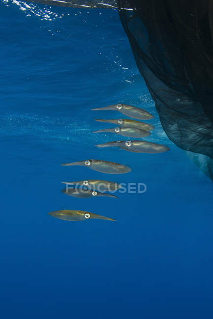Gruppo di calamari in formazione vicino alla rete da pesca con all'interno pesci argentei, baia di Cenderawasih, Papua occidentale, Indonesia — Foto stock