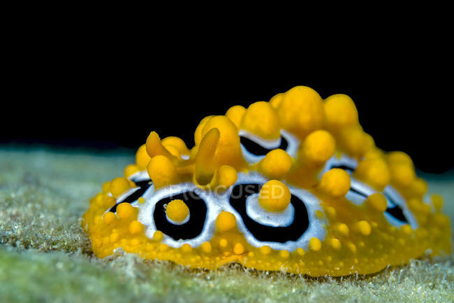 Ocellated Phyllidia nudibranch — Stock Photo