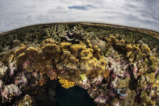 Красочный коралловый риф на мелководье — стоковое фото