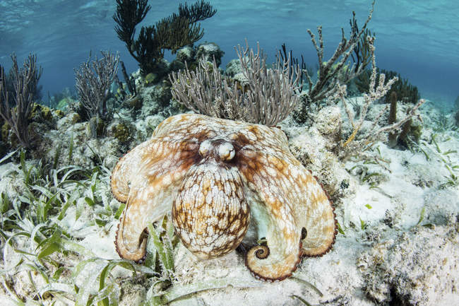 Polvo do recife caribenho no fundo do mar — Fotografia de Stock