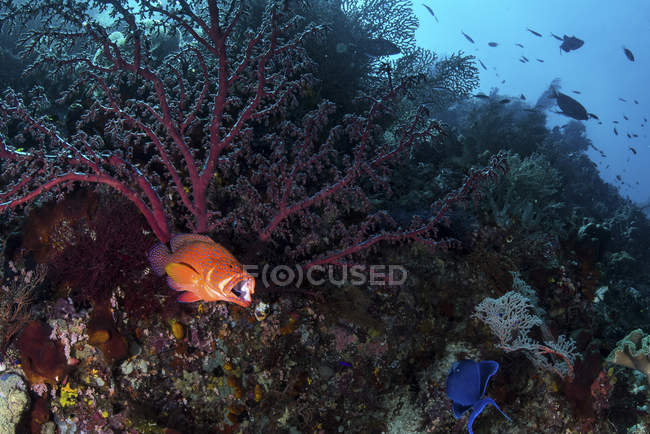 Mero de coral apertura boca - foto de stock