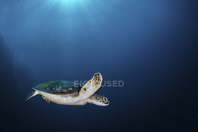 Tortuga marina nadando en agua azul - foto de stock