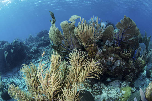 Gorgonias con corales de arrecife en arrecife - foto de stock