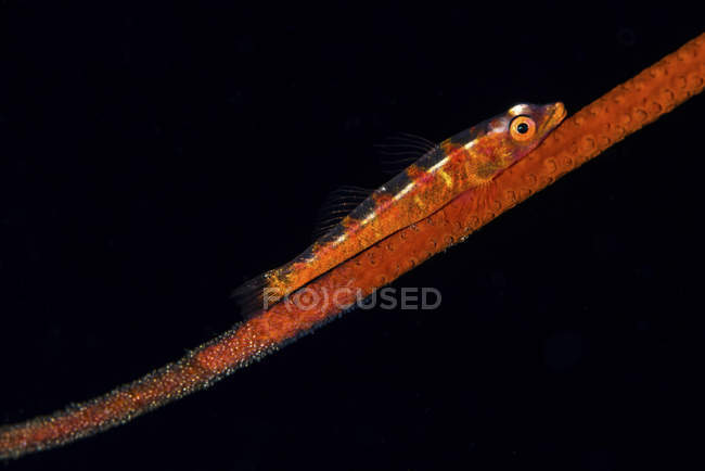 Loki whip goby with clutch of eggs — Stock Photo