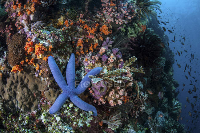Синие морские звезды цепляются за риф — стоковое фото
