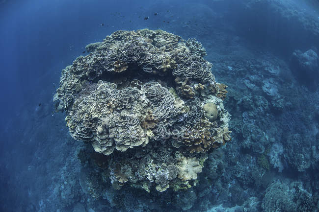 Große Korallenbommie am Riff — Stockfoto
