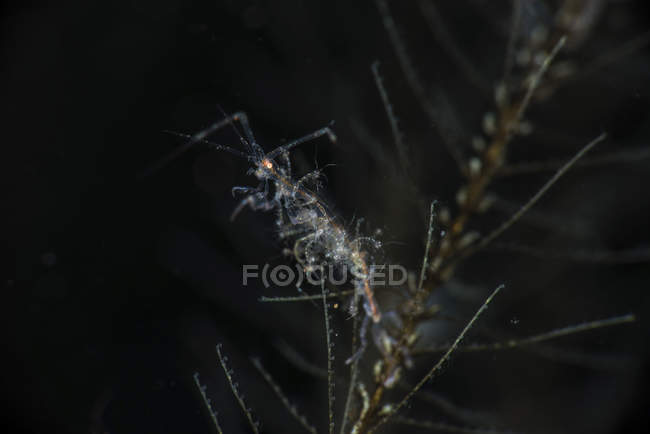 Skeleton shrimp closeup shot — Stock Photo