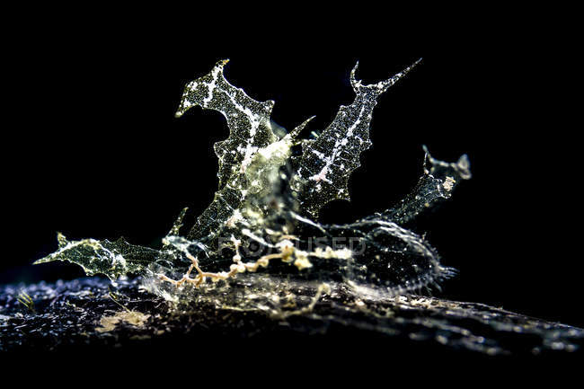 Melibe enhabi sea slug — стоковое фото