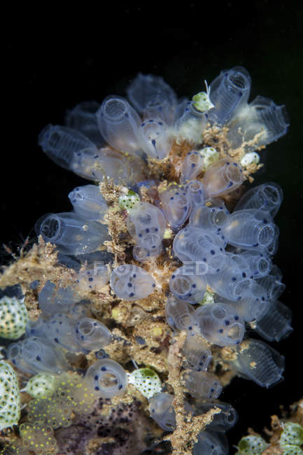 Colorful tunicates growing on reef — Stock Photo