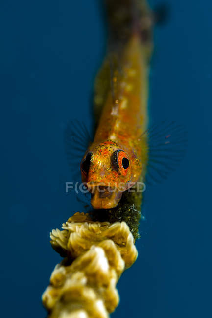 Zawning wire coral goby — стоковое фото