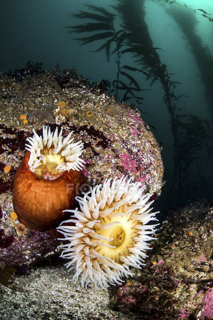 Anemones on boulders and kelp — Stock Photo