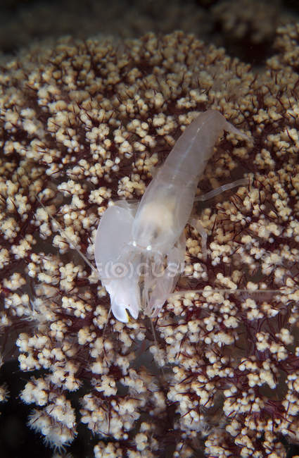 Camarão snapping branco em coral roxo — Fotografia de Stock