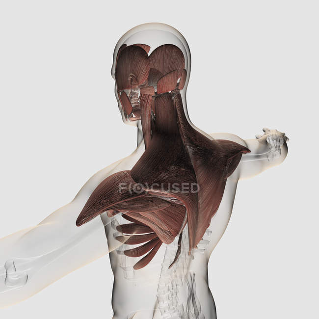 Anatomía de los músculos masculinos en la parte superior del cuerpo - foto de stock
