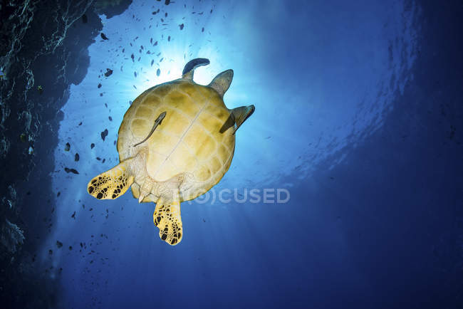Meeresschildkröte mit Reue schwimmt am Riff — Stockfoto
