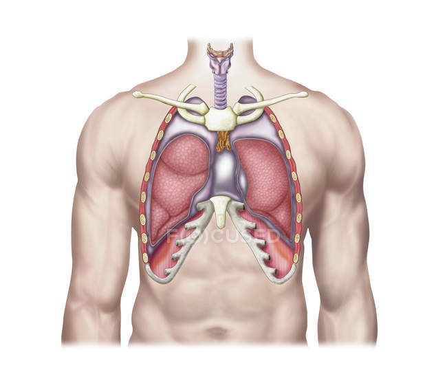 Illustration médicale des poumons humains dans le corps — Photo de stock