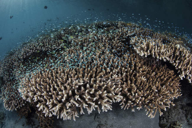 Damenfische schwimmen über Korallen — Stockfoto