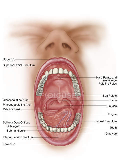 Anatomía de la cavidad bucal humana con etiquetas - foto de stock