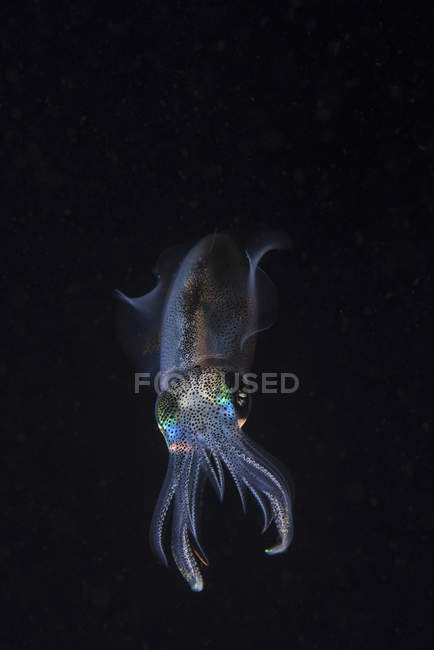 Calamar de arrecife flotando en agua oscura - foto de stock